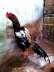 Aseel Java Rooster  - Rawalpindi Birds