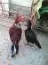 Breeder aseel pair  - Rawalpindi Birds