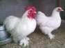 Bantam breeders  - Rawalpindi Birds