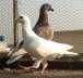 Pairs of pigeons  - Rawalpindi Birds
