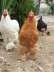 Heavy Buff Cochins Pair  - Rawalpindi Birds