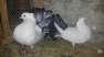 Breeder fantail  - Rawalpindi Birds