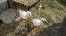 Beautiful white ducks pair  - Rawalpindi Birds