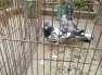 8 pigeons pairs  - Rawalpindi Birds