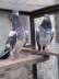 Pure kamagar pair  - Rawalpindi Birds