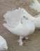 White fantail pigeons  - Rawalpindi Birds