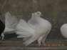 Pure White Laka Kabooter  - Rawalpindi Birds