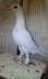 Fancy pigeons best birds  - Rawalpindi Birds