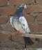 Sale :-high flyer pigeons  - Rawalpindi Birds