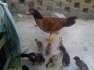 Aseel high qualati chicks  - Rawalpindi Birds