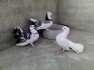 Lucky kabuter good condition  - Rawalpindi Birds