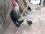 Aseel **** jawa  - Rawalpindi Birds