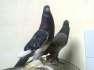 Pair of Pouter Pegins  - Rawalpindi Birds