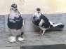 Two Pairs of Pouter  - Rawalpindi Birds