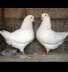 Show king breeder pair  - Rawalpindi Birds