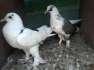 Gabara kobotar Jori  - Rawalpindi Birds