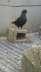 Black king pigeon chiks  - Rawalpindi Birds