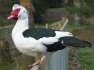 Rusian bird pair  - Rawalpindi Birds