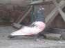 Pigeons pure breed  - Rawalpindi Birds