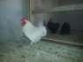 White bantam ****  - Rawalpindi Birds