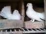 TALAGANG white fantail pigeins  - Rawalpindi Birds