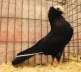 Fancy black female  - Rawalpindi Birds