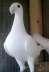 White germon beauti  - Rawalpindi Birds