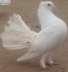 White laka pair  - Rawalpindi Birds