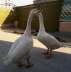 White Pair ()f Ducks  - Rawalpindi Birds