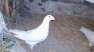 Bird pair white clour  - Rawalpindi Birds