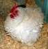 Frizzly hens eggs  - Rawalpindi Birds