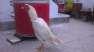 White Aseel Safeed Murga  - Rawalpindi Birds