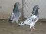 Best breeds of pgions  - Rawalpindi Birds