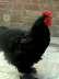 Black heavy buff chicks  - Rawalpindi Birds