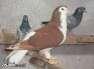 Lahoree sherazee male  - Rawalpindi Birds