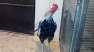 Aseel Rooster 4Sale  - Rawalpindi Birds