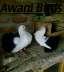 Lakay pigeons pairs  - Rawalpindi Birds