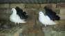 Fantail Pigeons  - Rawalpindi Birds