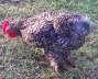 Bantam Barred Roosters  - Rawalpindi Birds