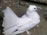 Beautiful fantail male  - Rawalpindi Birds