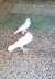 White pamerion pair breeder  - Rawalpindi Birds