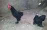 Black Bentam pair  - Rawalpindi Birds