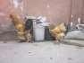 Buff brahma heavy chicks  - Lahore Birds