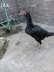 Black aseel hen available  - Lahore Birds