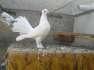 Lakkay Bachay Available  - Lahore Birds