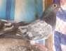 Pigeon rabbit eyes  - Lahore Birds