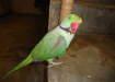 Pahari raw male parrot  - Karachi Birds