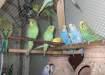 Australian Parrots - Karachi Birds