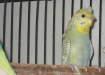 Crested Budgies are available - Karachi Birds