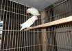 White Fishers (Albino) female breeder - Karachi Birds